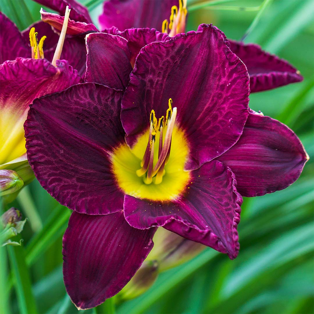 Hemerocallis 'Bela Lugosi'