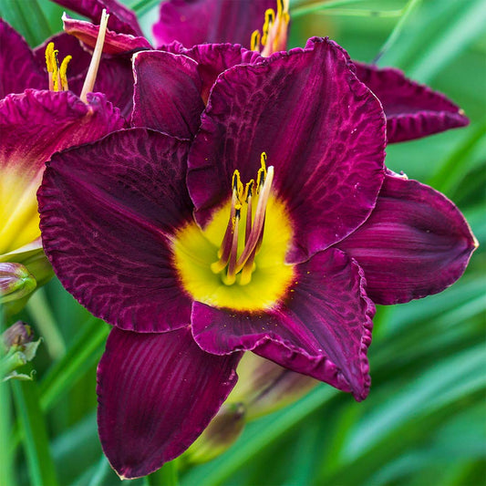 Hemerocallis 'Bela Lugosi'