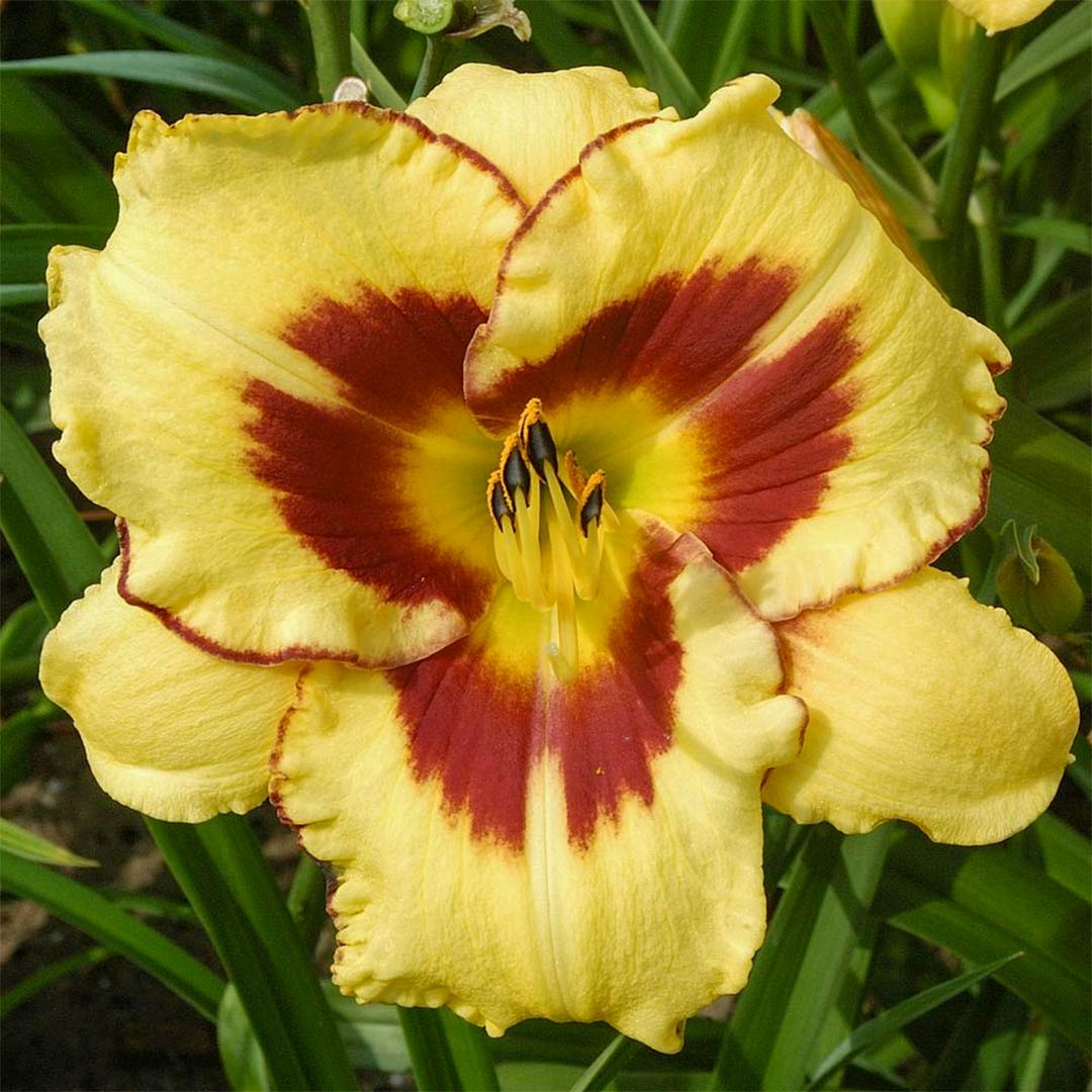 Hemerocallis 'El Desperado'