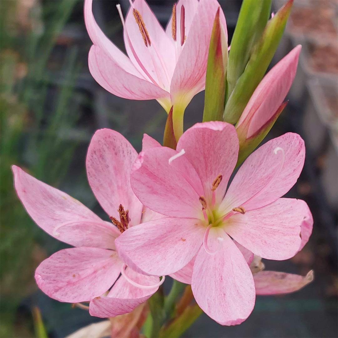 Hesperantha coccinea 'Mollie Gould'