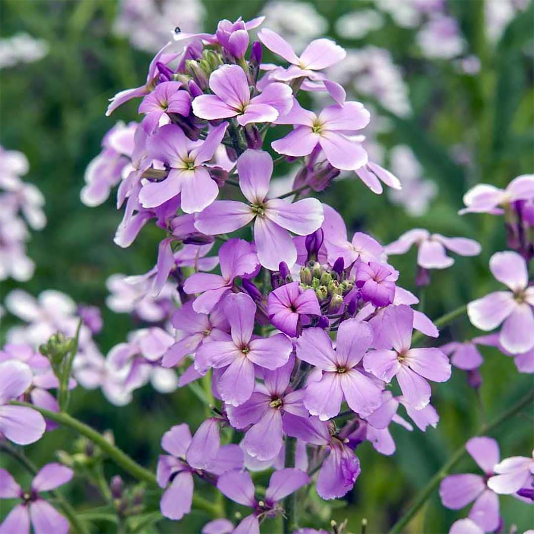 Hesperis matronalis (Sweet Rocket)