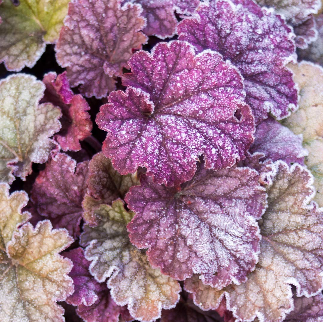 Heuchera 'Berry Smoothie'
