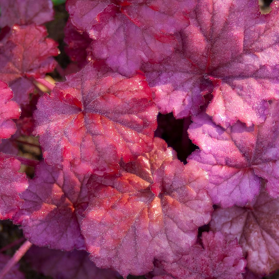Heuchera 'Berry Smoothie'