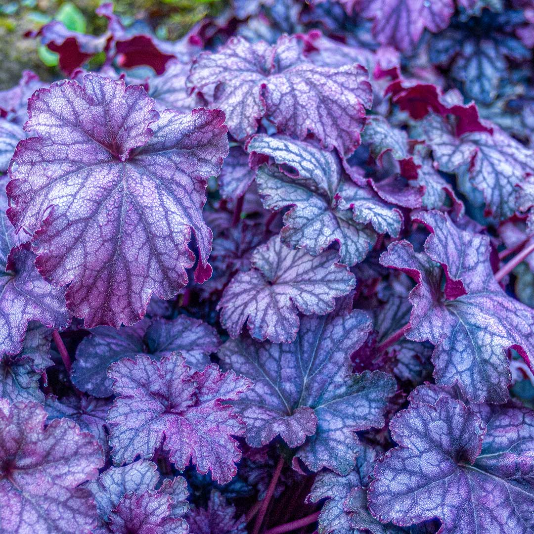 Heuchera 'Blackberry Jam' with it's charcoal veined, silver and deep blackberry maroon leaves