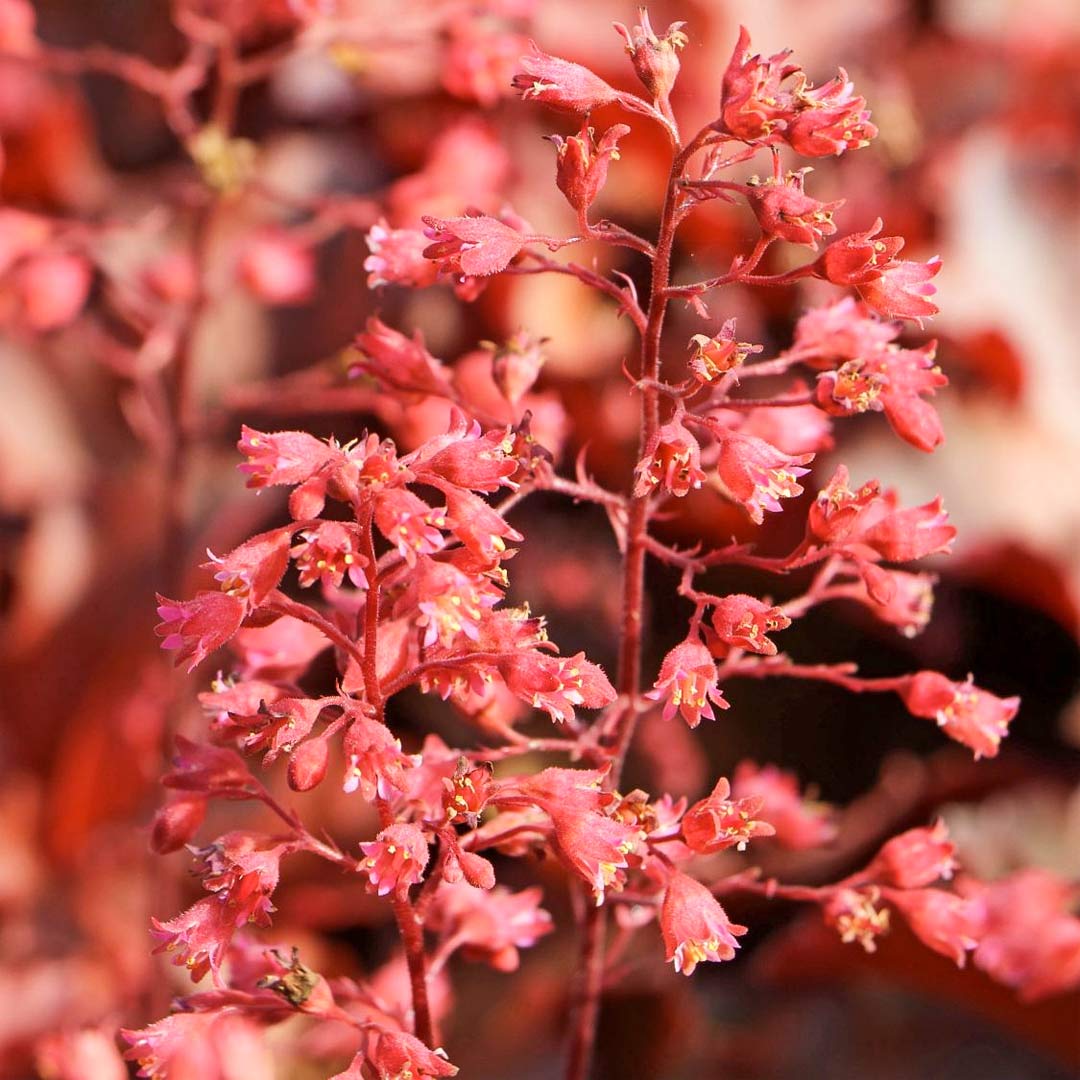 Heuchera 'Cherry Cola'