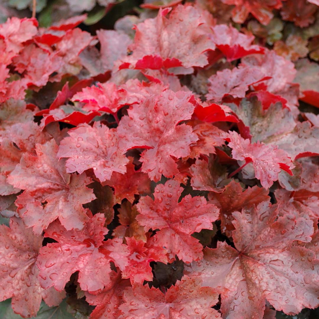 Heuchera 'Cherry Cola'