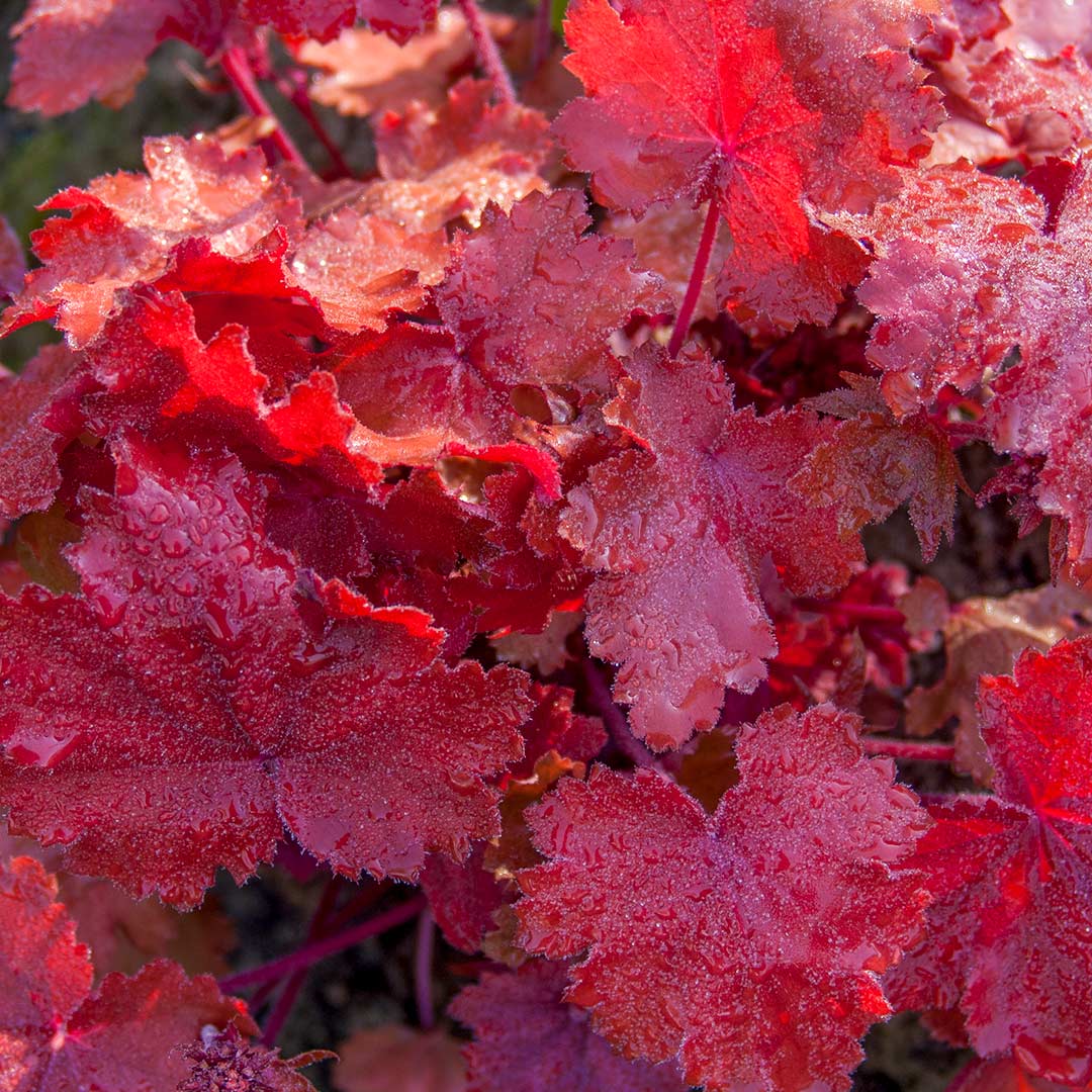 Heuchera 'Fire Chief'