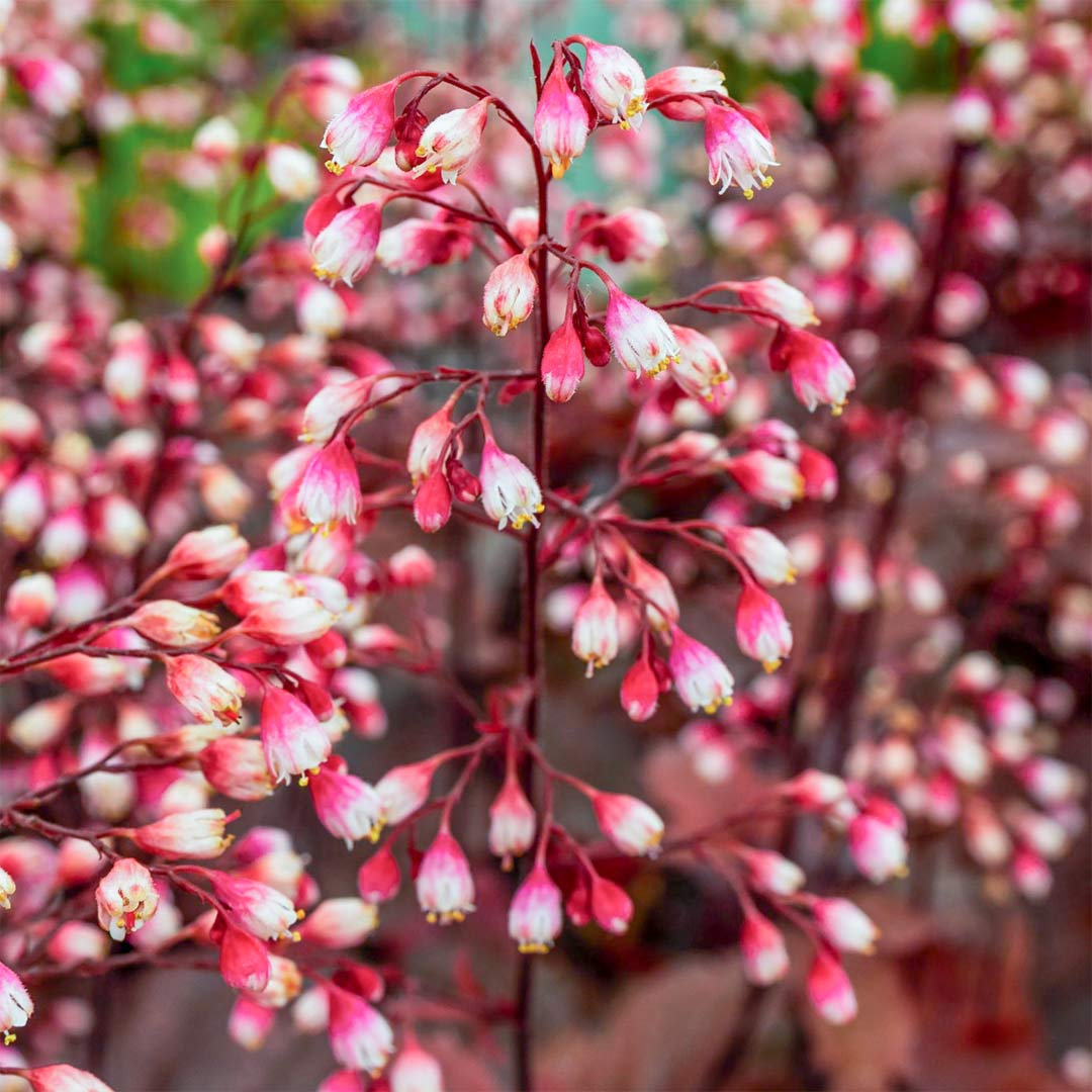 Heuchera 'Fire Chief'