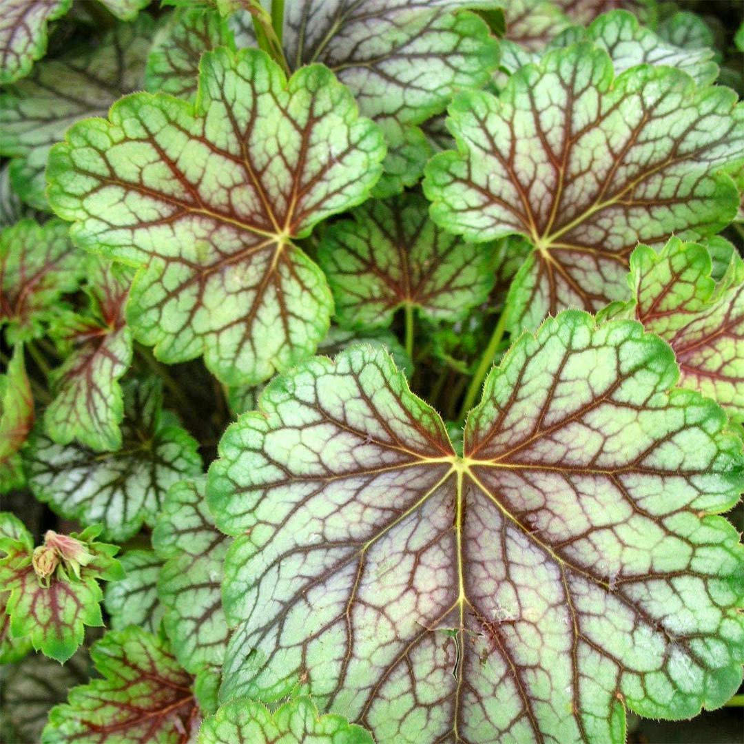 Heuchera 'Green Spice'