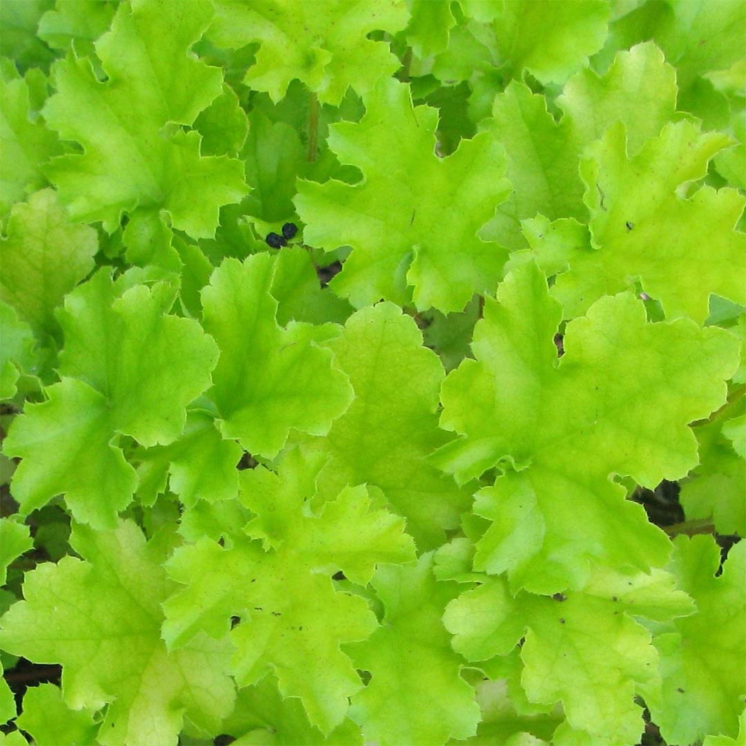 Heuchera 'Lime Marmalade'