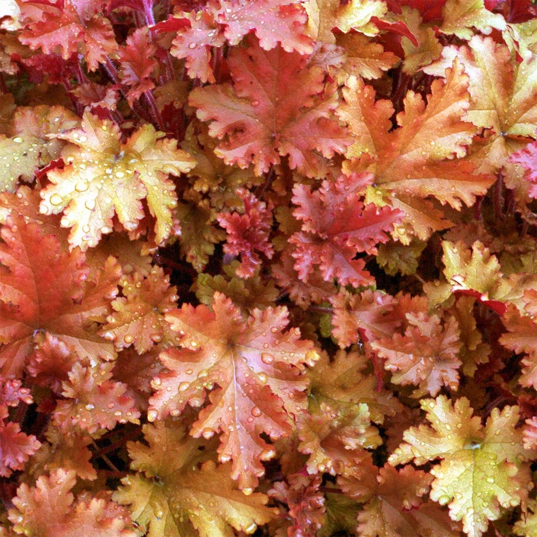Heuchera 'Marmalade'