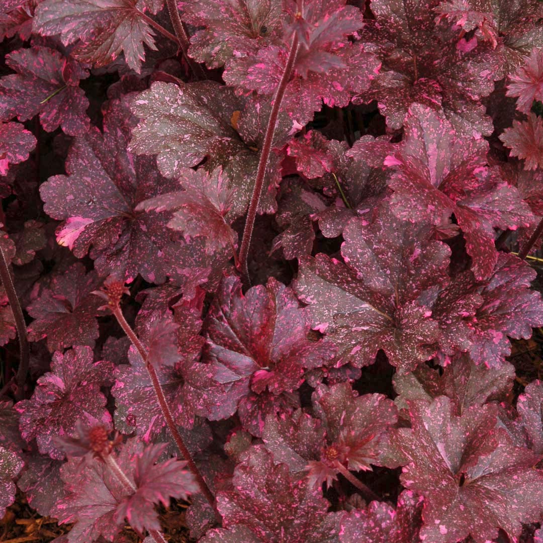 Heuchera 'Midnight Rose'