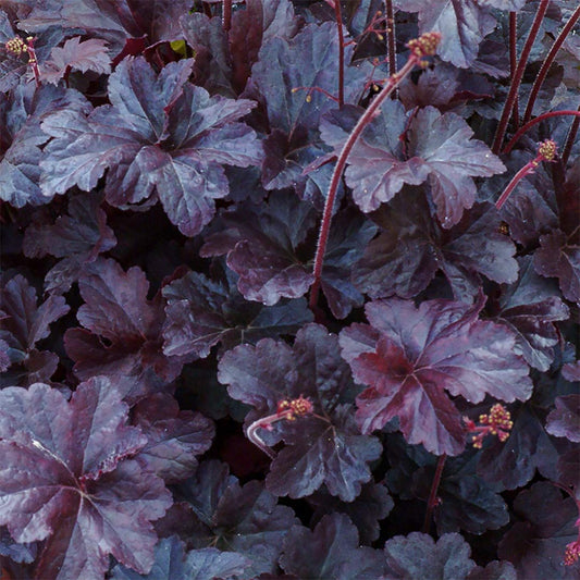 Heuchera 'Obsidian'
