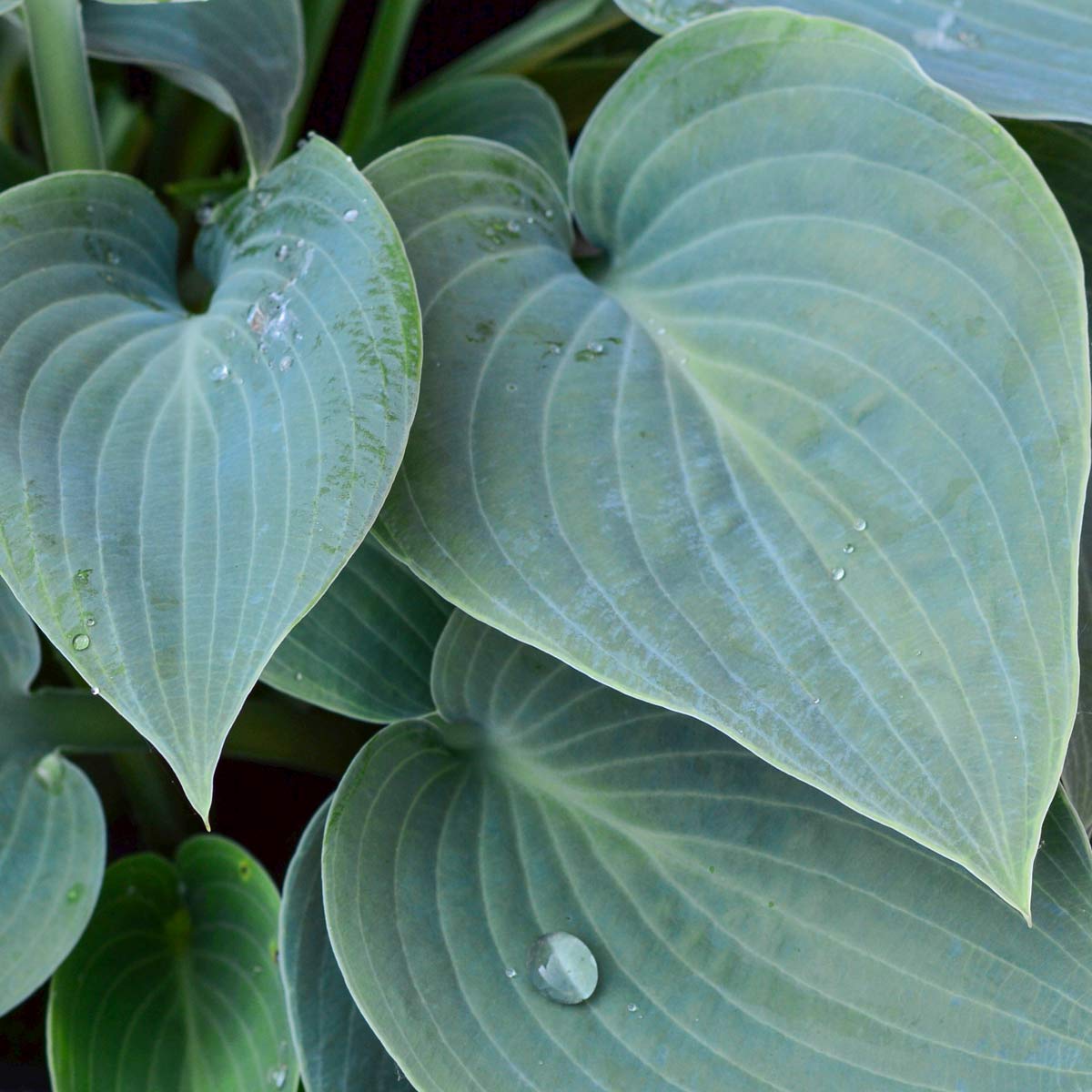 Hosta 'Big Daddy'