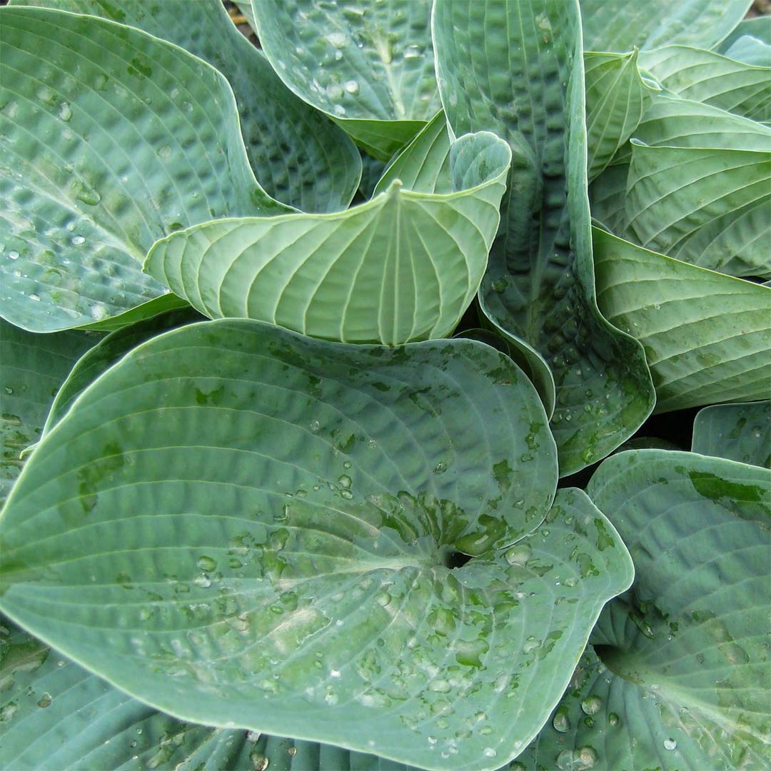 Hosta 'Big Daddy'