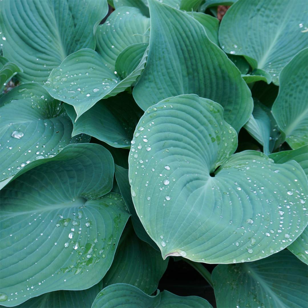 Hosta 'Big Daddy'