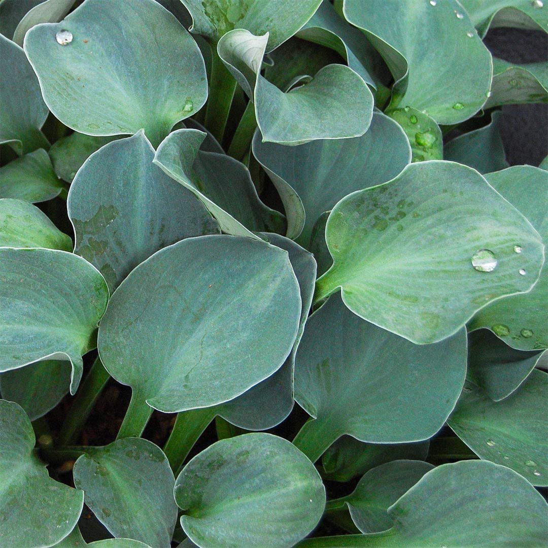 Hosta 'Blue Mouse Ears'