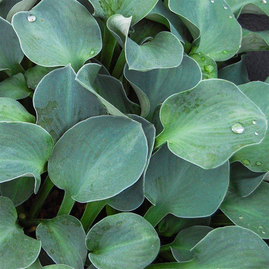 Hosta 'Blue Mouse Ears'