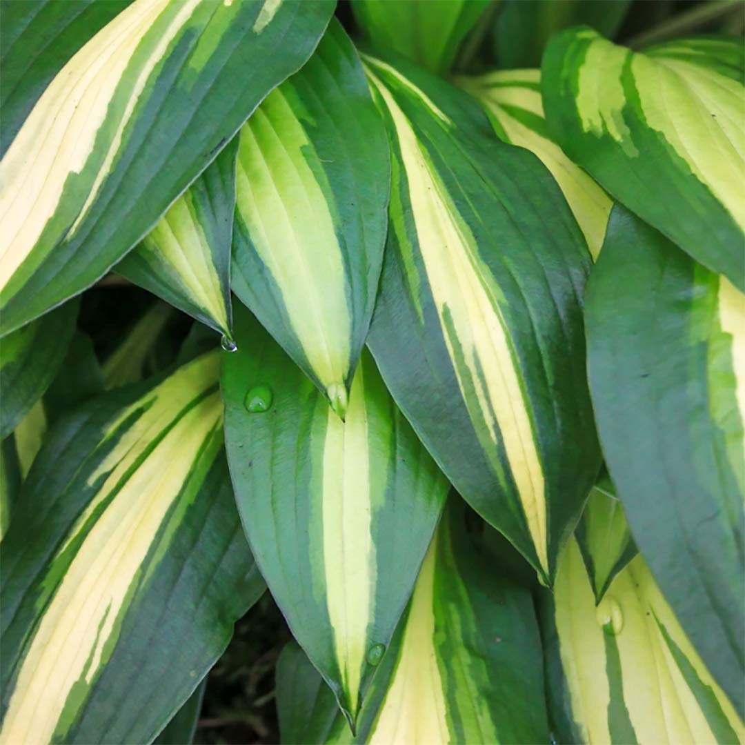 Hosta 'Cherry Berry'