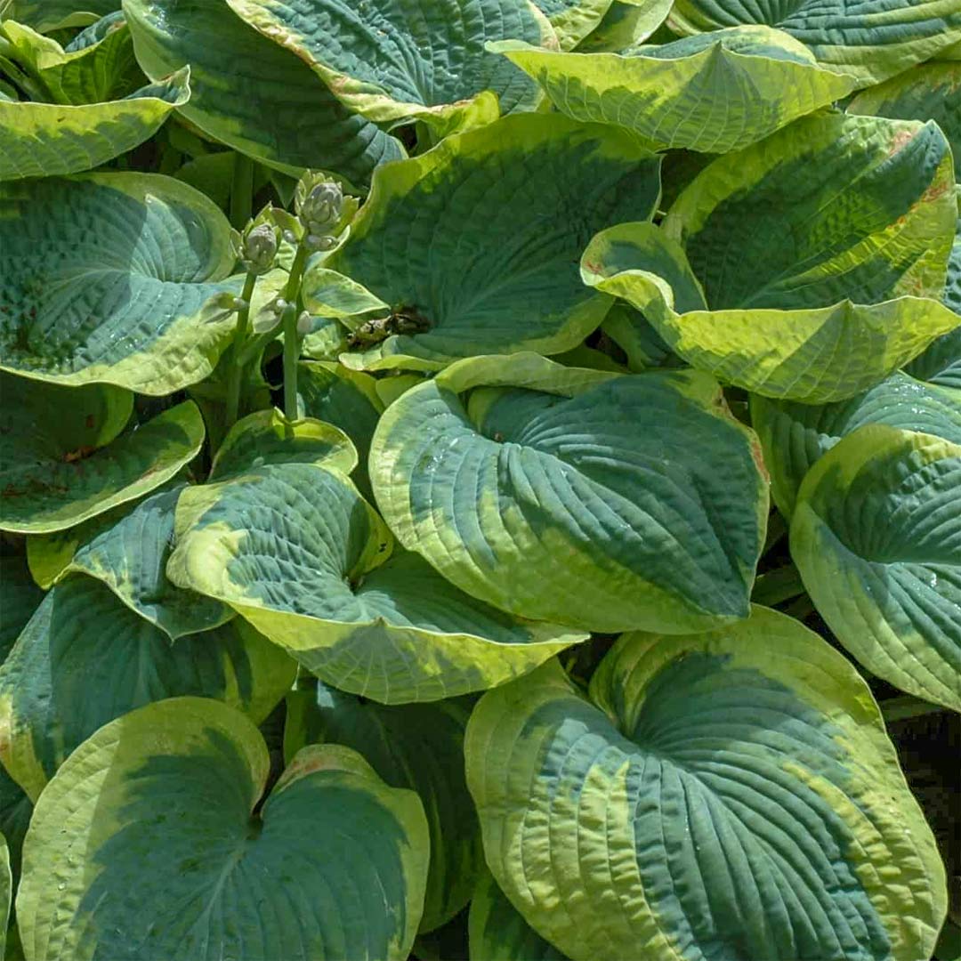 Hosta 'Frances Williams'
