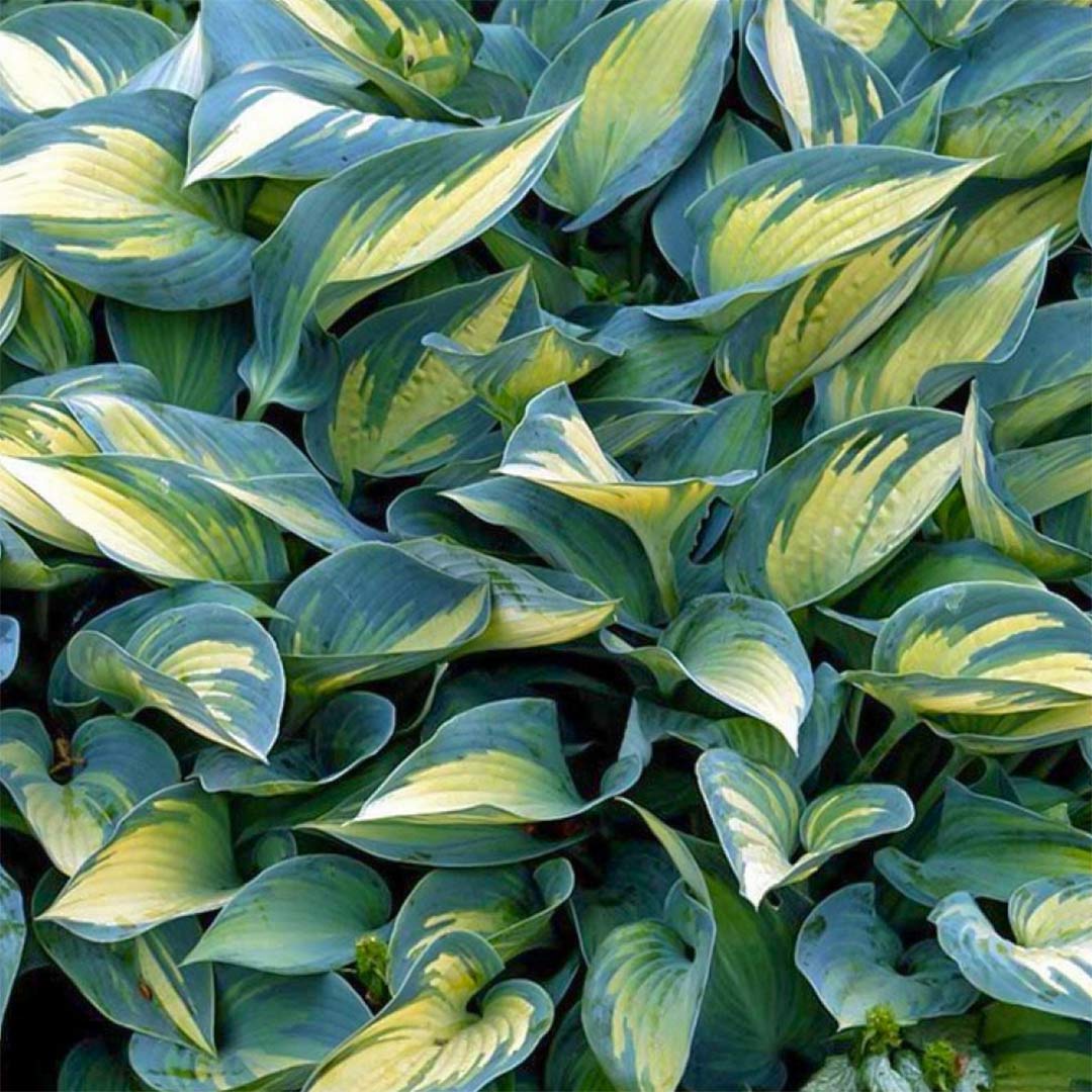 Hosta 'June'