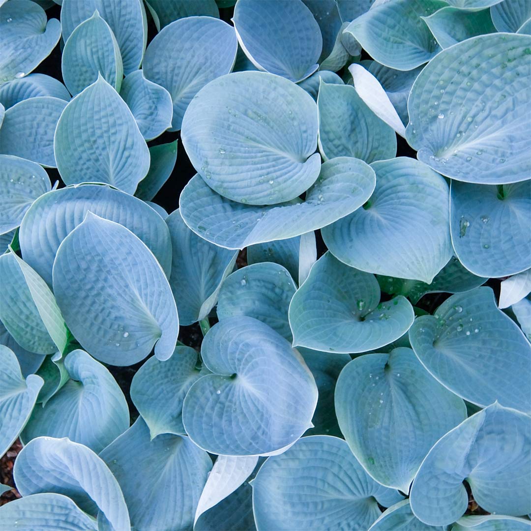 Hosta 'Love Pat'