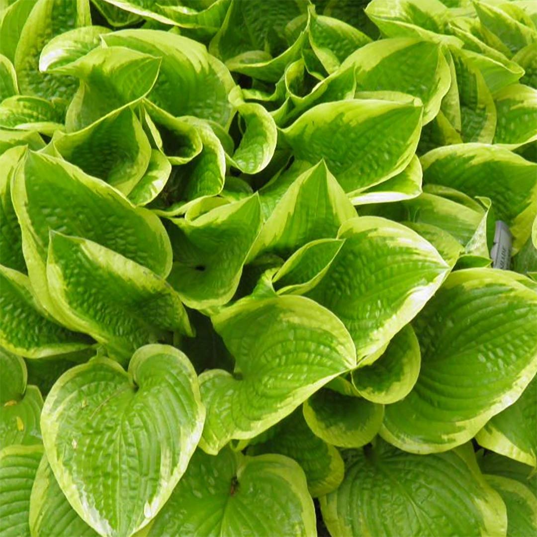 Hosta 'Shade Fanfare'