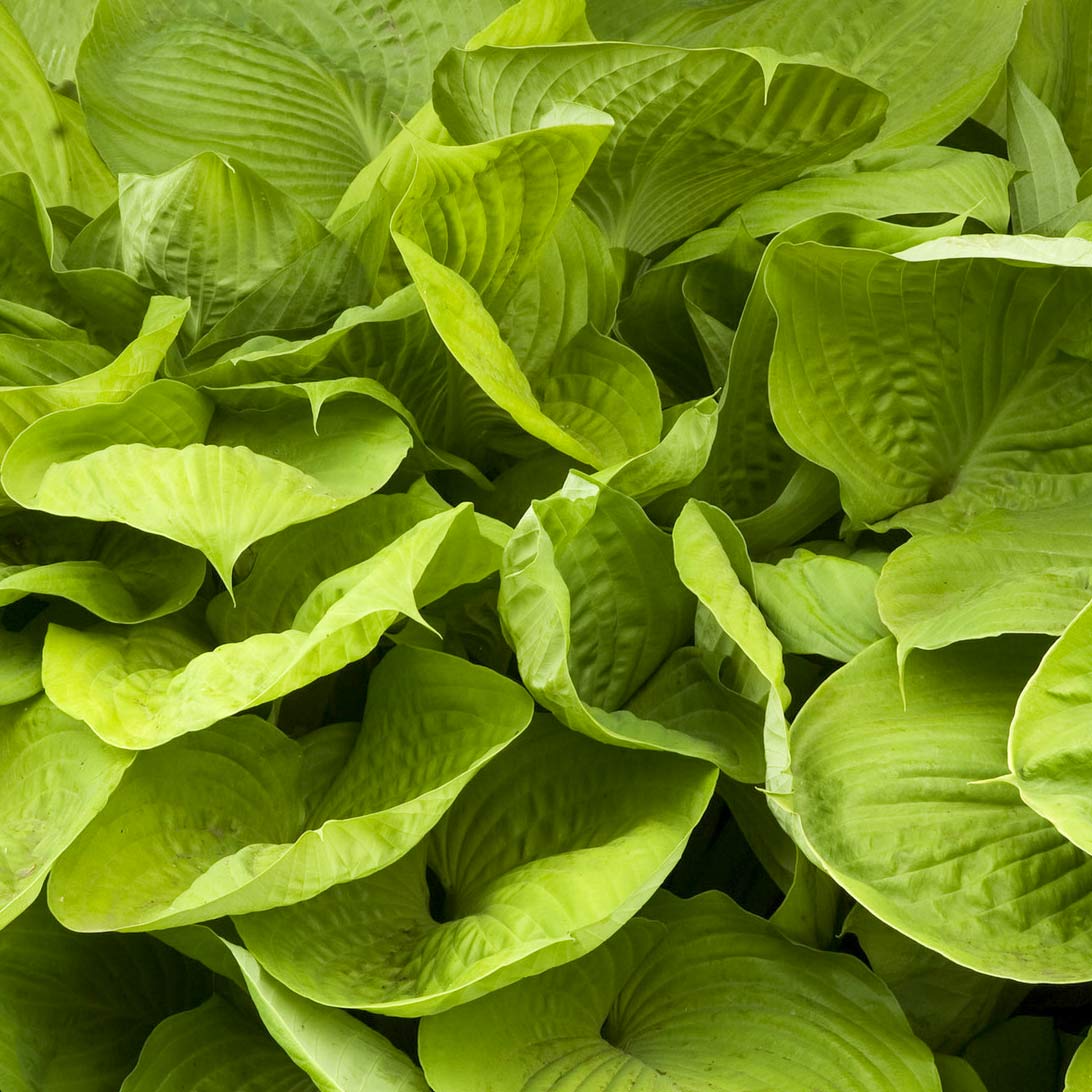 Hosta 'Sum and Substance'