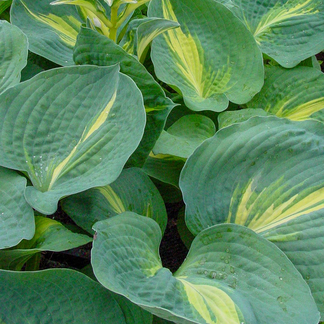 Hosta 'Thunderbolt'