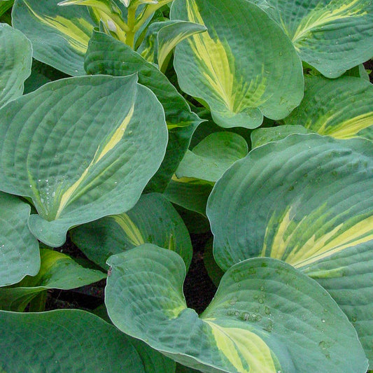 Hosta 'Thunderbolt'