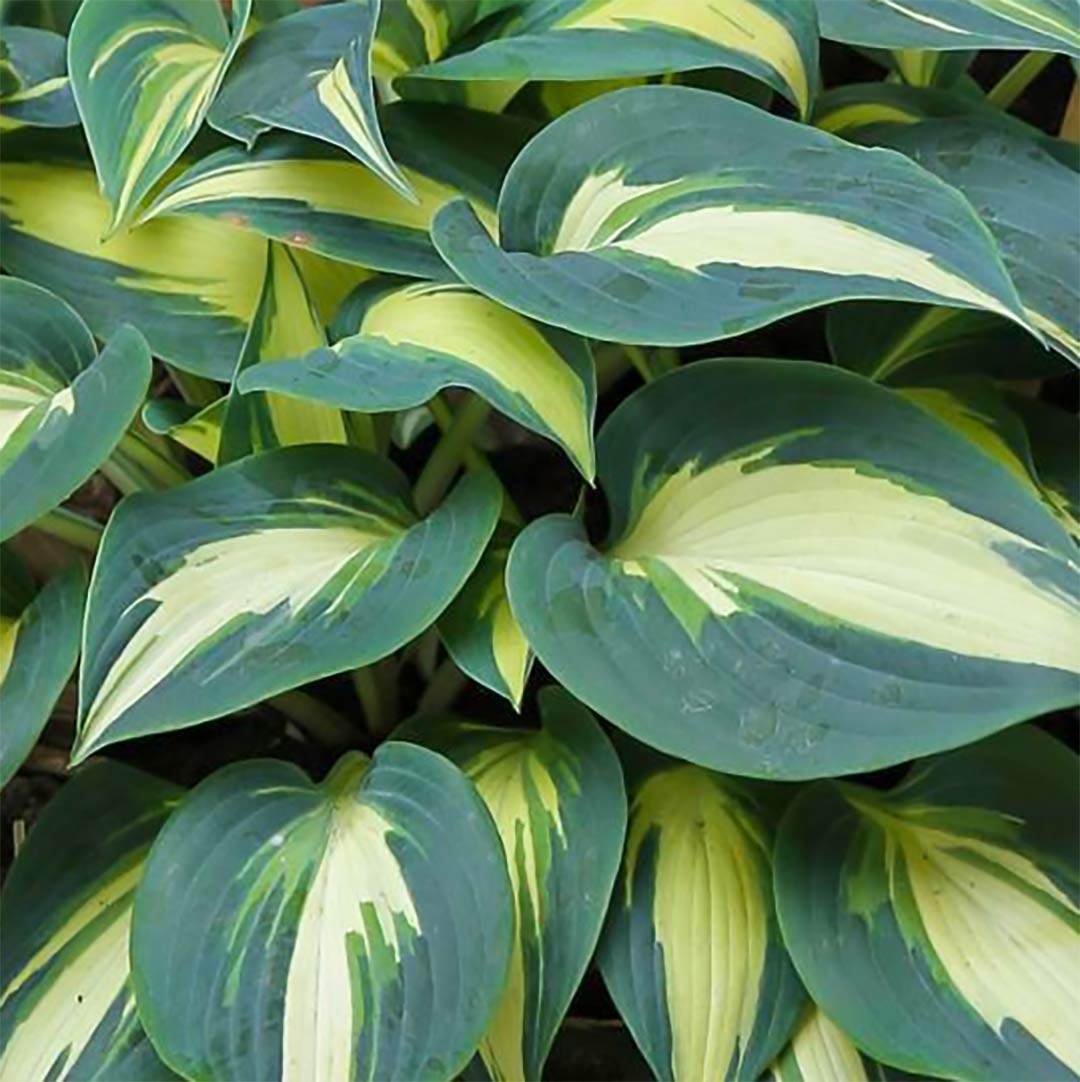 Hosta 'Timeless Beauty'