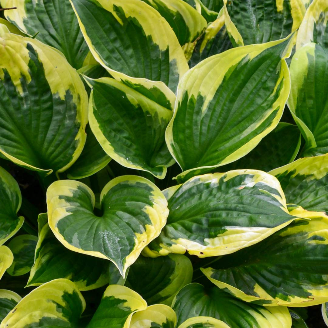 Hosta 'Twilight'