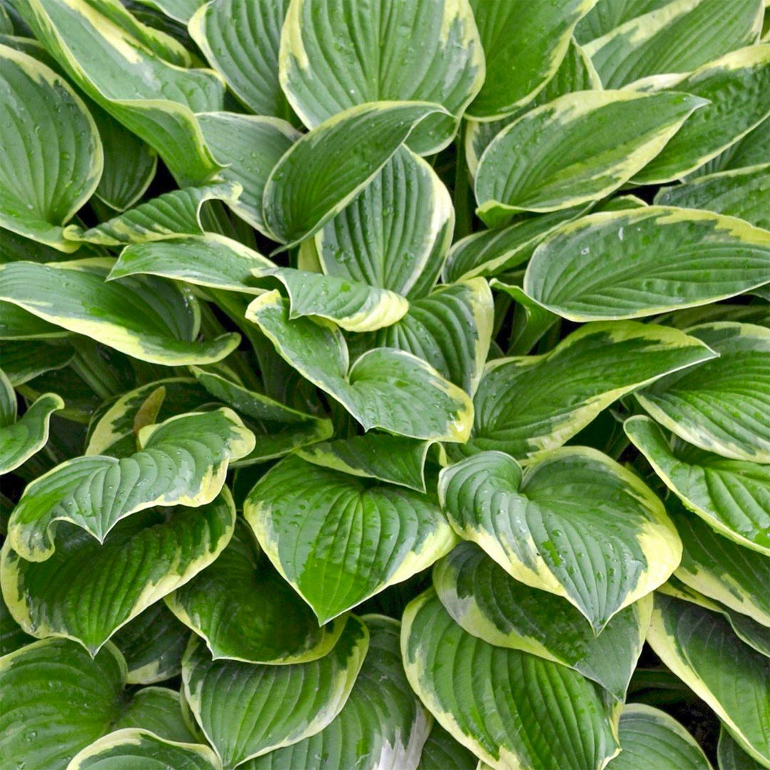 Hosta 'Wide Brim'