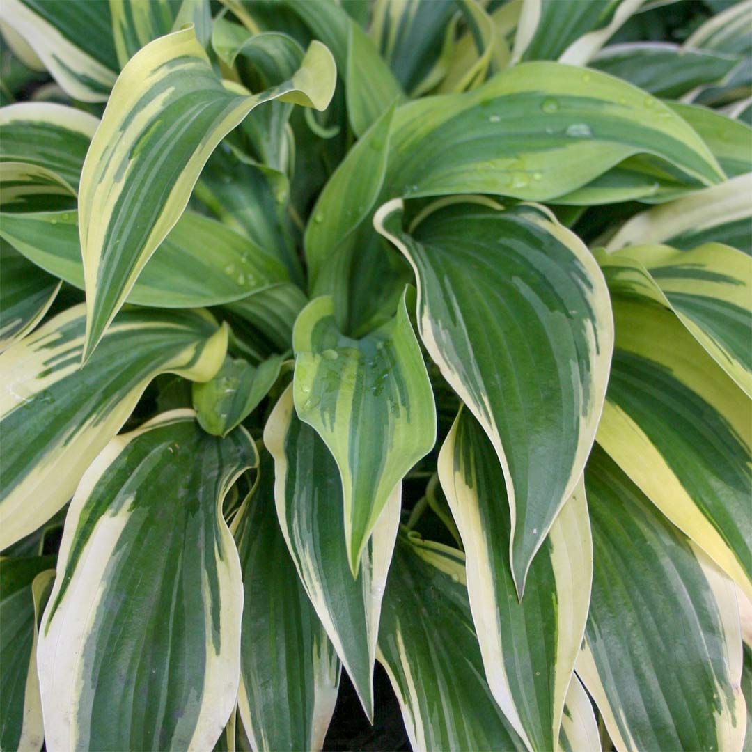 Hosta 'Wolverine'