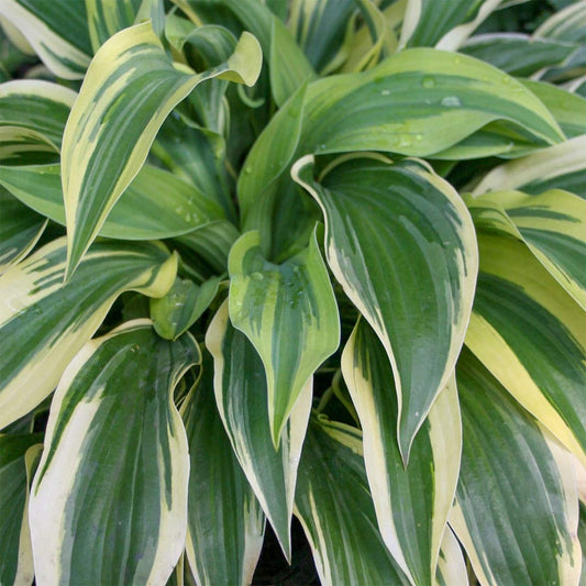 Hosta 'Wolverine'
