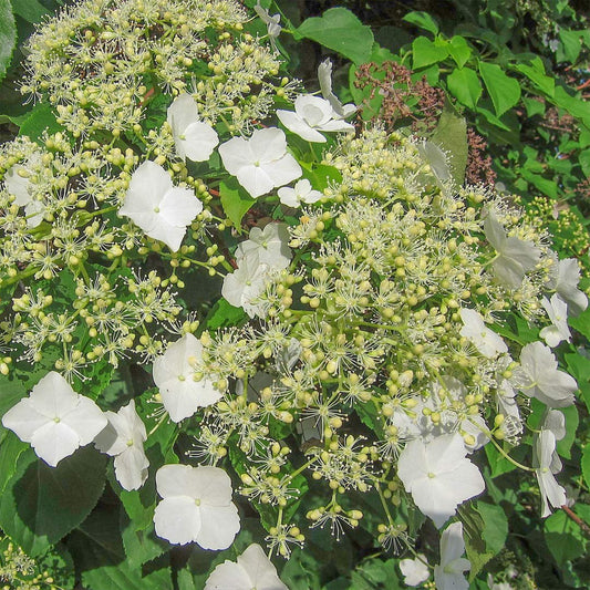 Hydrangea anomala petiolaris