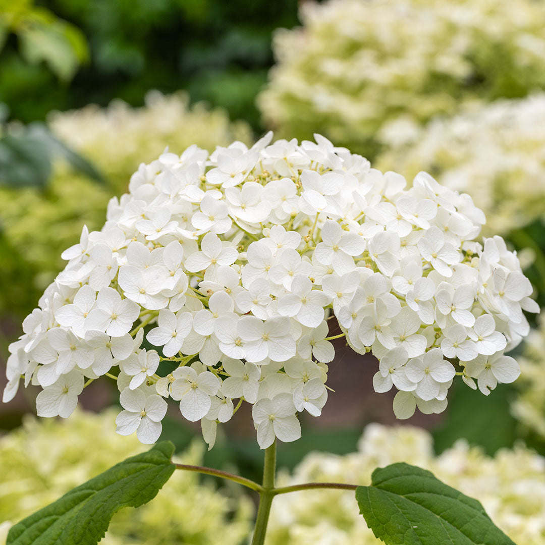 Hydrangea arborescens 'Annabelle'