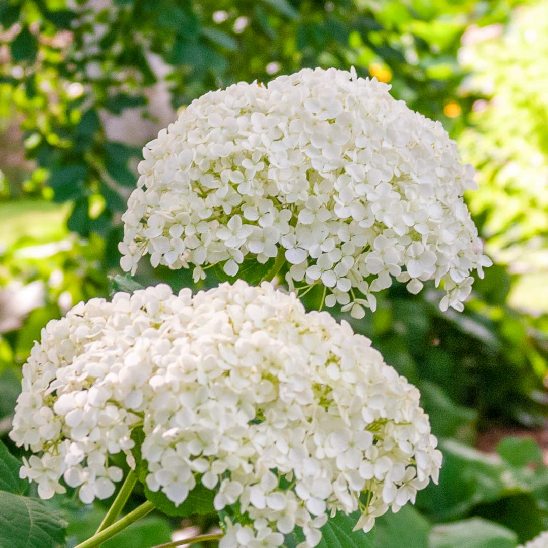 Hydrangea arborescens Annabelle
