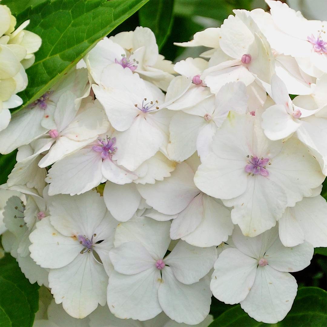 Hydrangea macrophylla 'Madame Emile Mouillère'