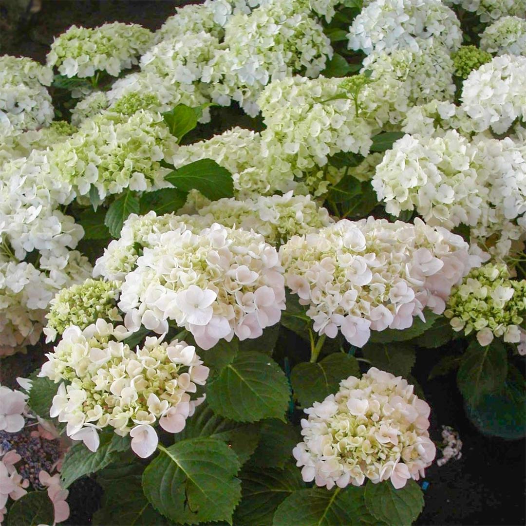 Hydrangea macrophylla 'Madame E. Mouillere'
