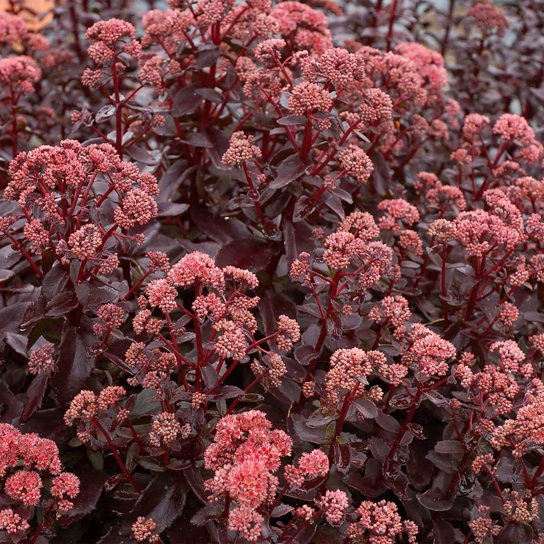 Hylotelephium 'Desert Black' (Sedum)