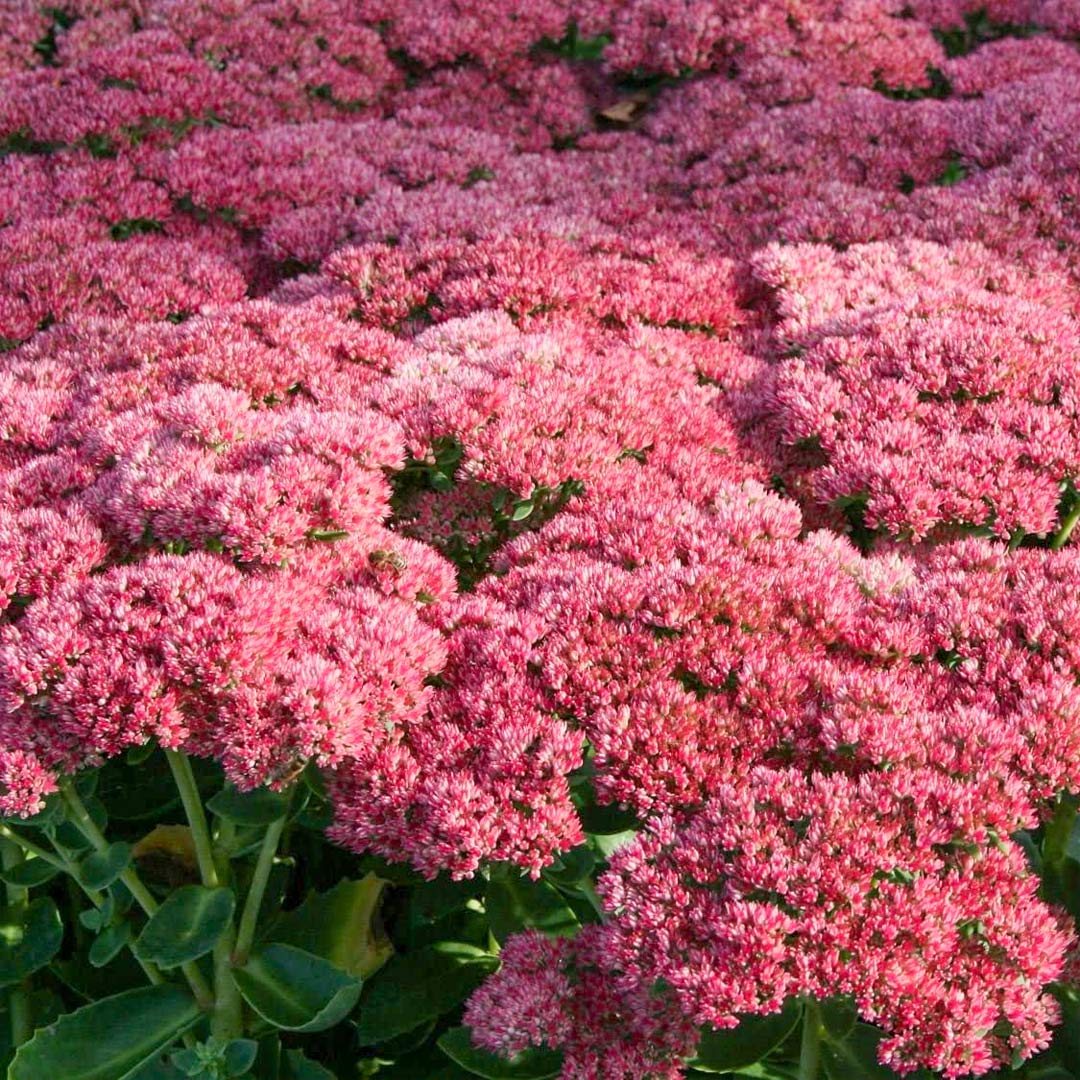 Hylotelephium 'Red Cauli' (Sedum)
