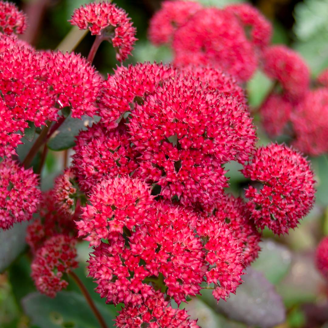 Sedum 'Red Cauli'