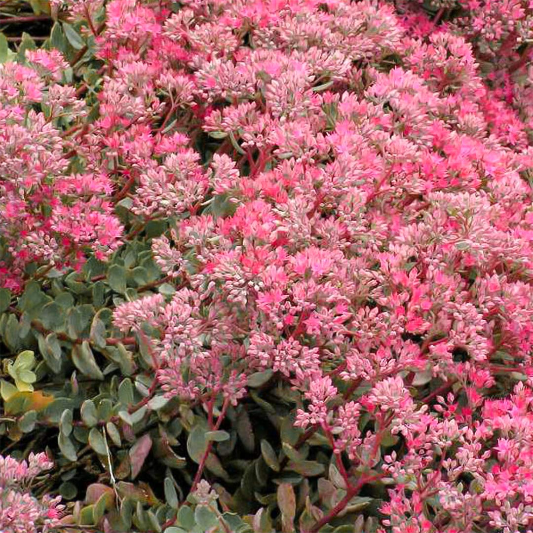 Hylotelephium 'Ruby Glow' (Sedum)
