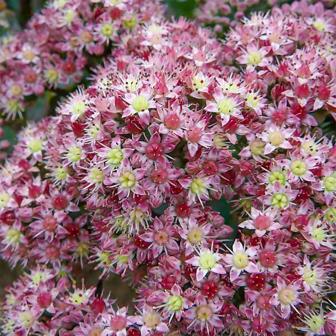 Hylotelephium 'Strawberries and Cream'