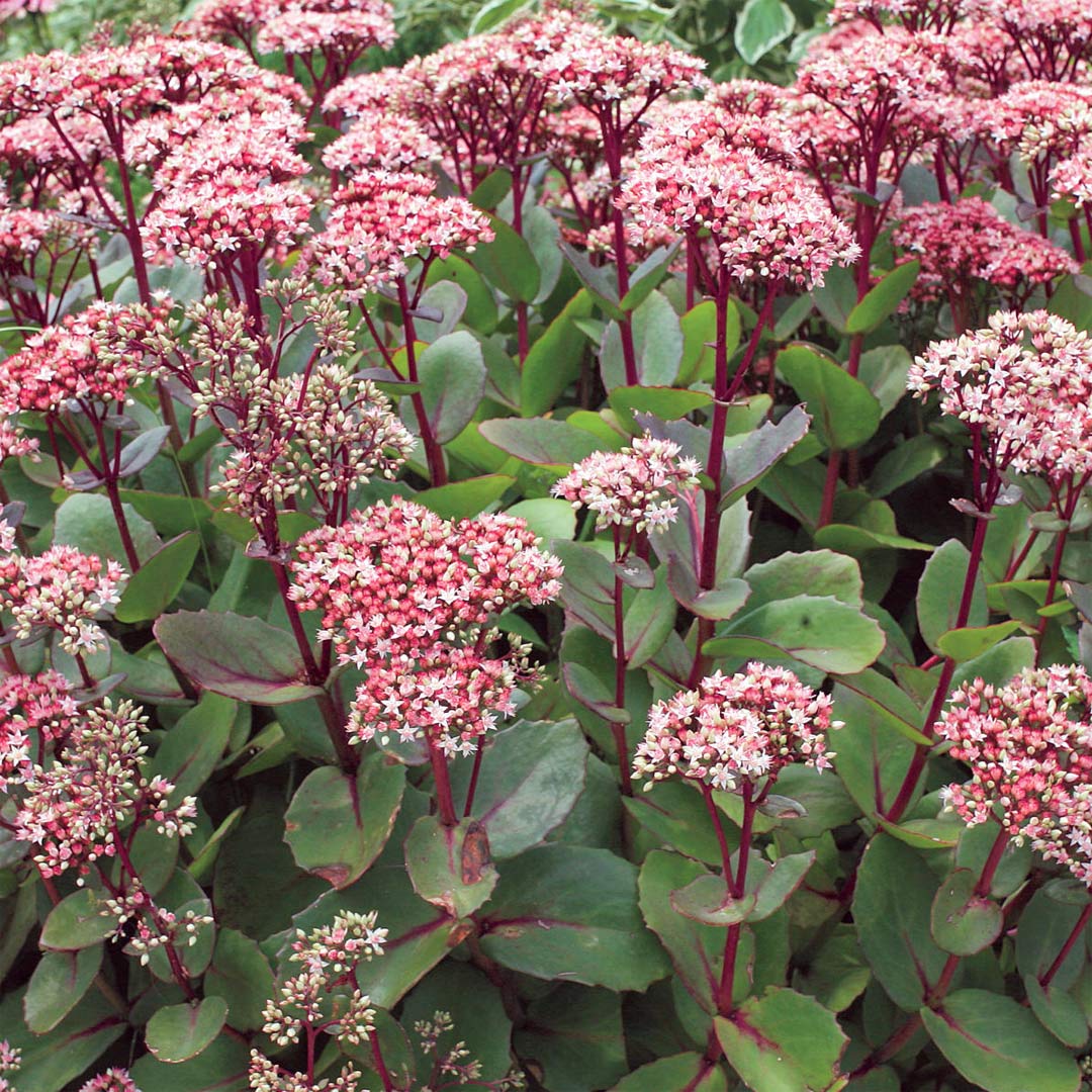 Hylotelephium 'Matrona' (Sedum)