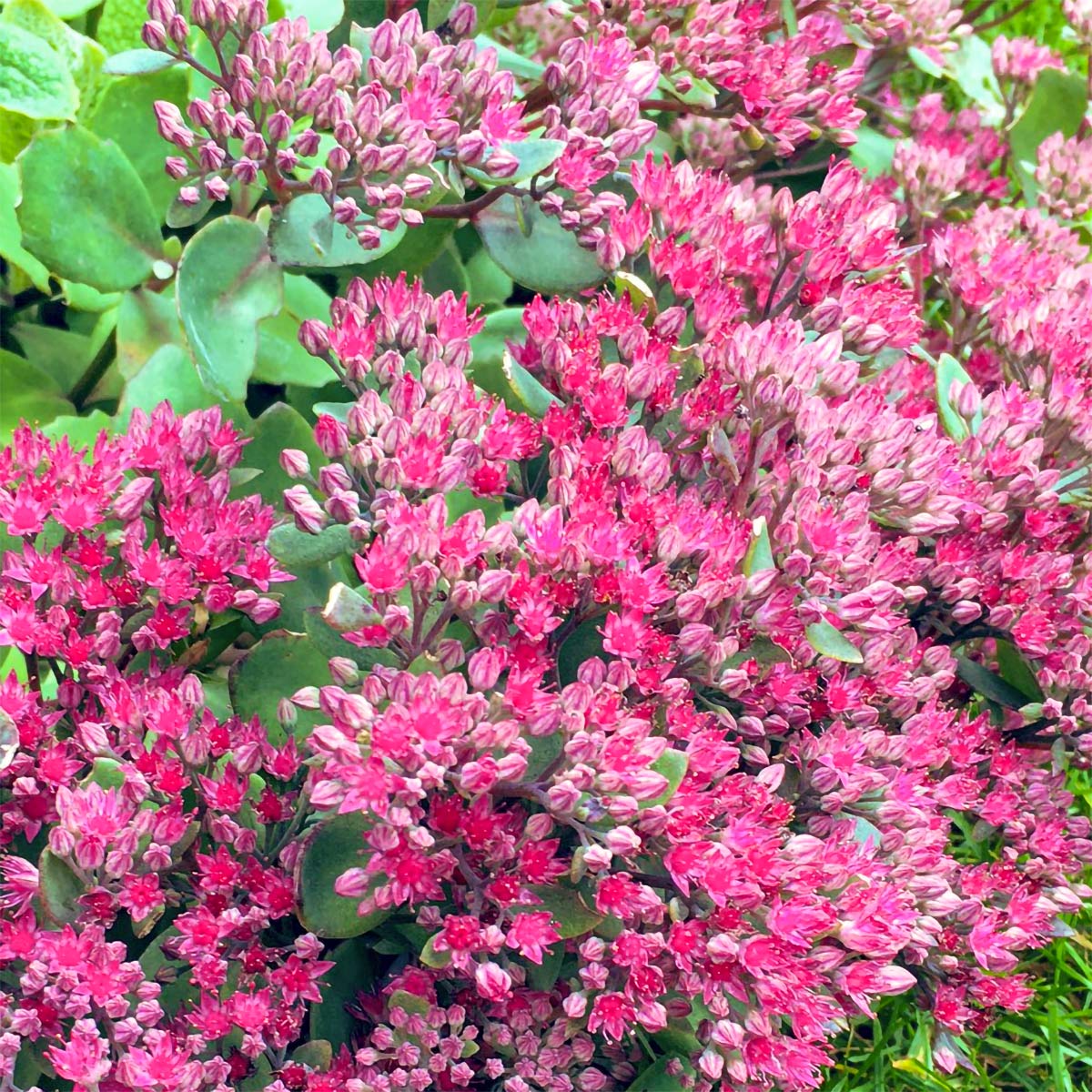 Hylotelephium 'Vera Jameson' (Sedum)