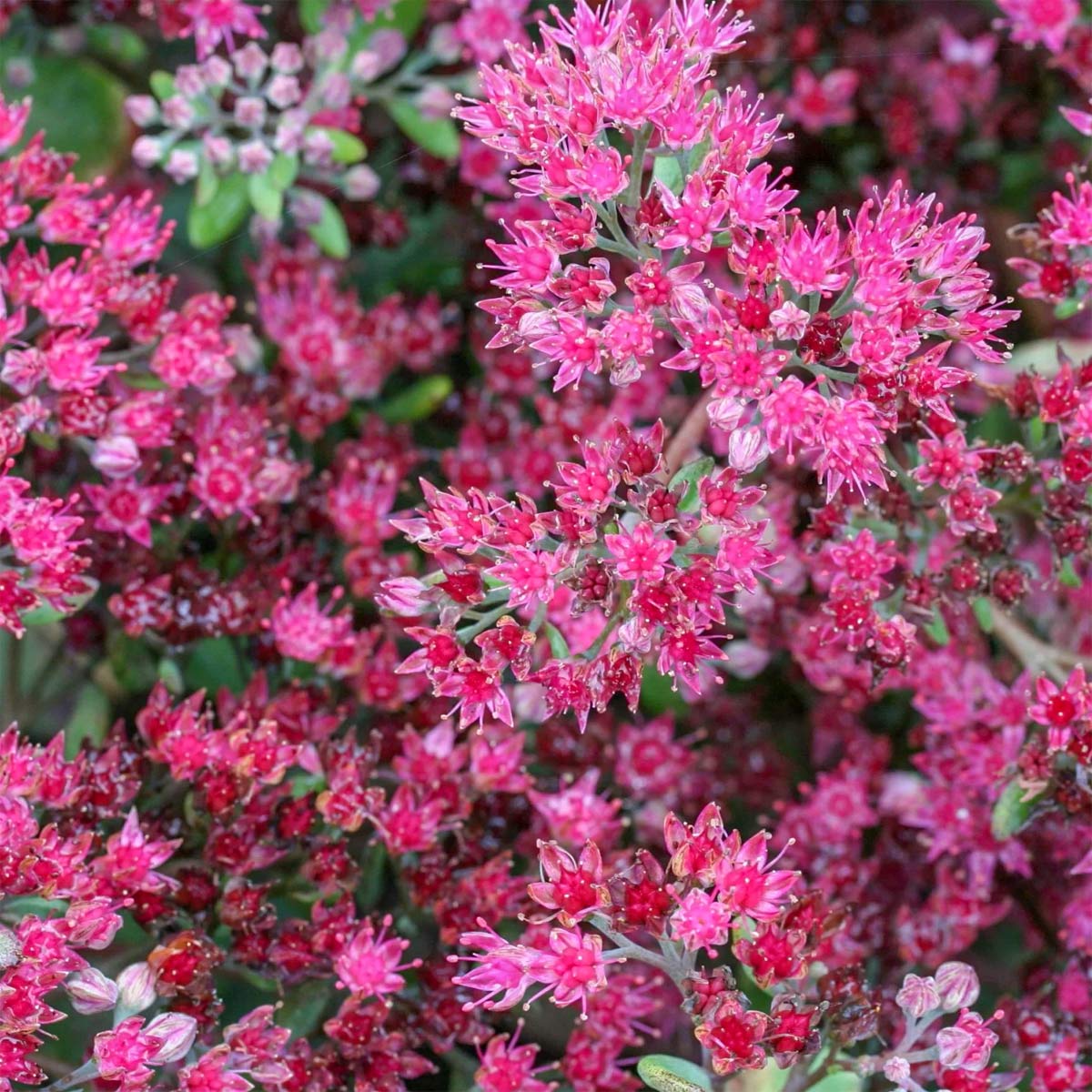 Hylotelephium 'Vera Jameson' (Sedum)