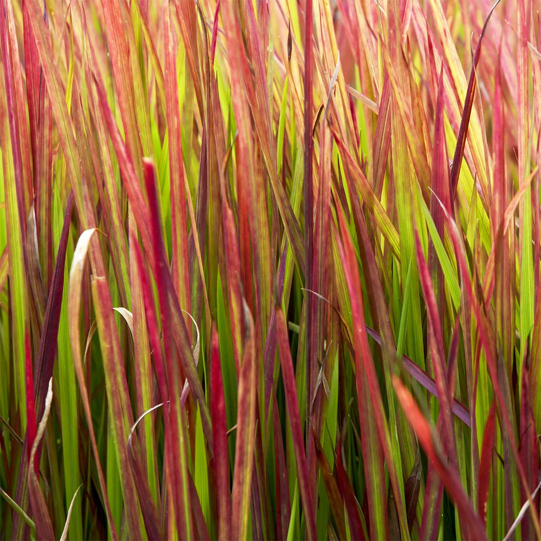 Imperata cylindrica 'Rubra' (Red Baron)