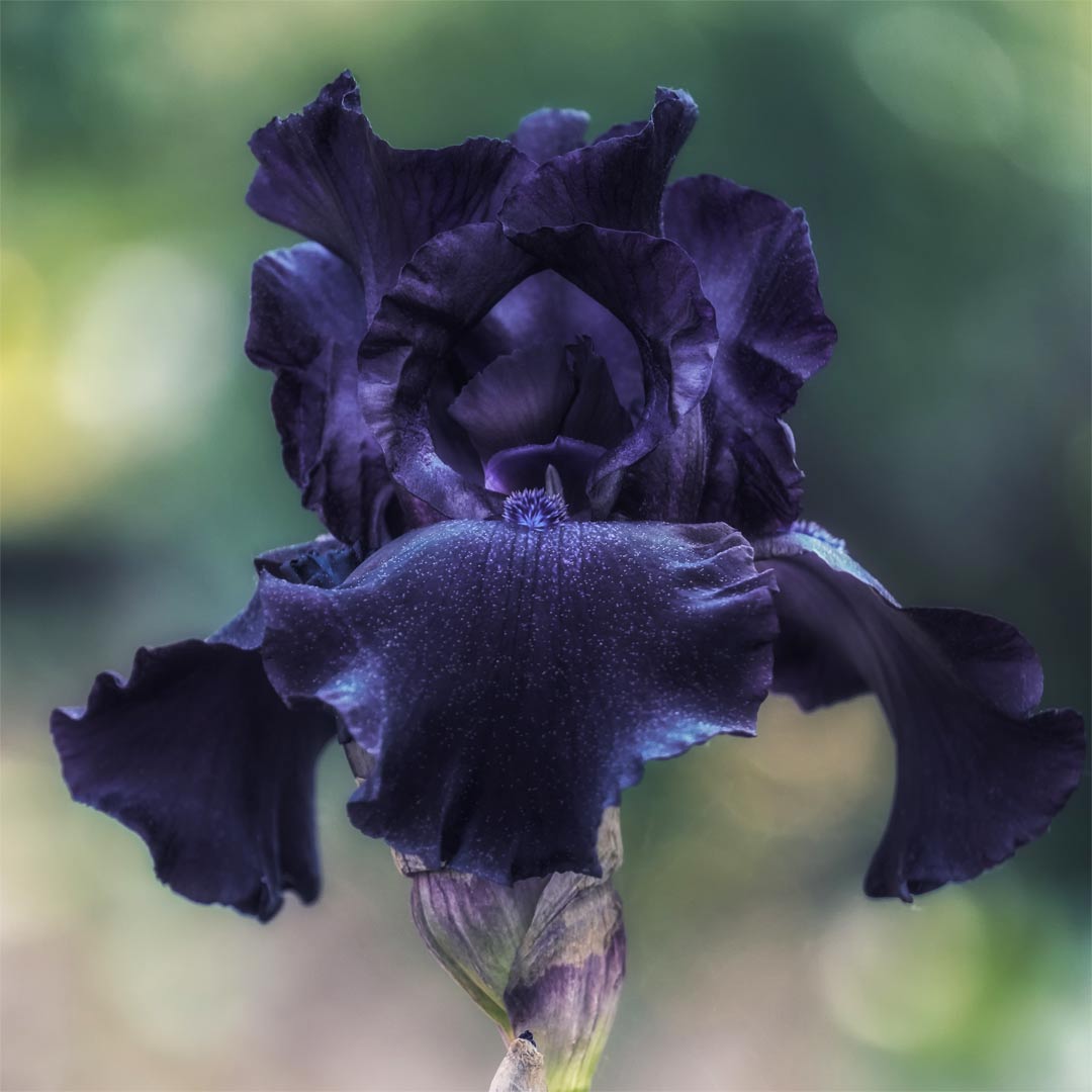 Iris 'Deep Black'